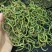 小叶化石草（肾精茶、猫须草）人工精选