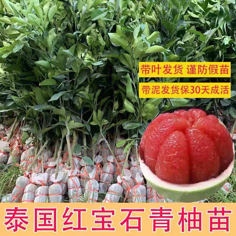 红宝石青柚当年结果一至三年苗