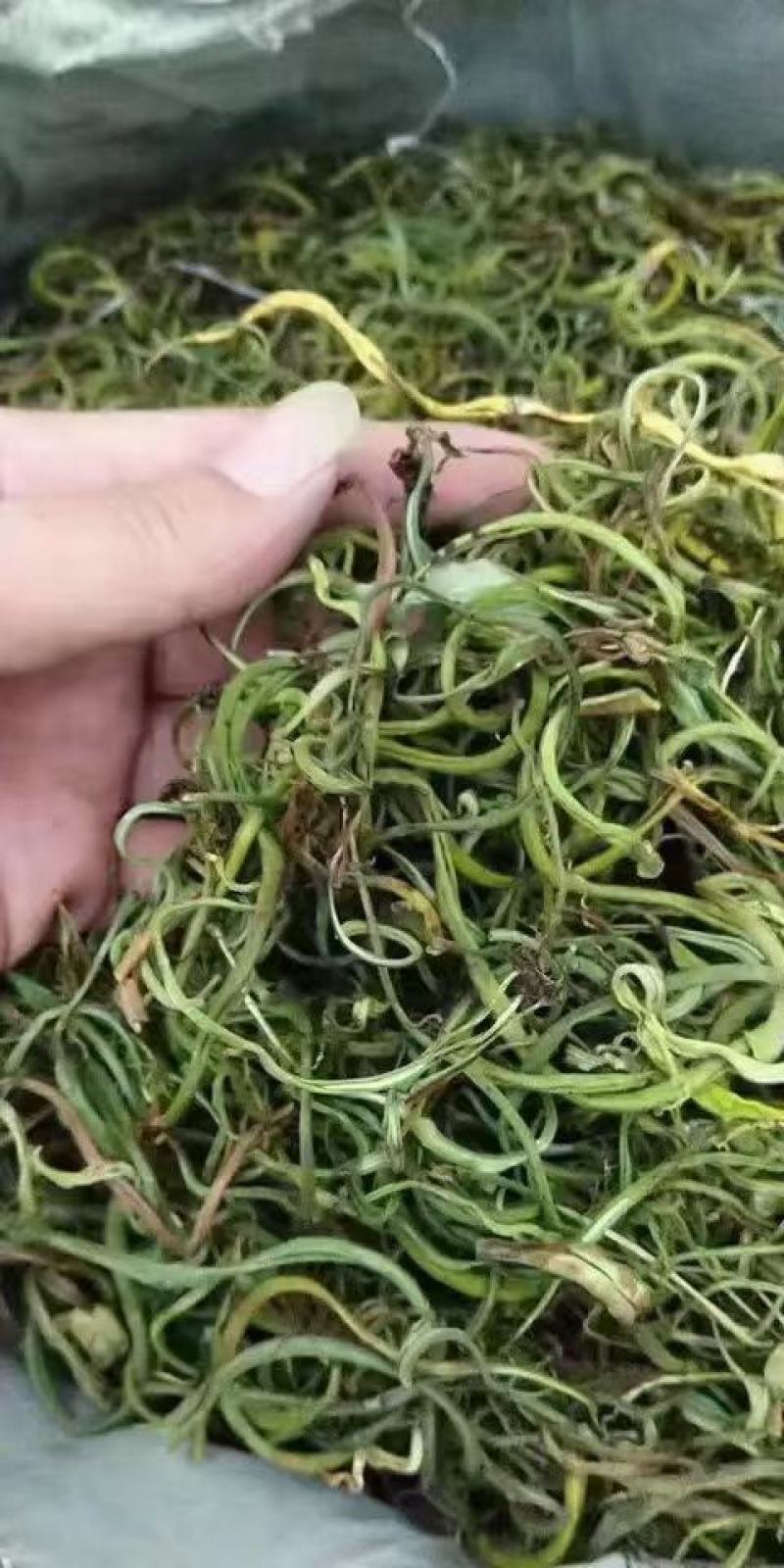 小叶化石草（肾精茶、猫须草）人工精选