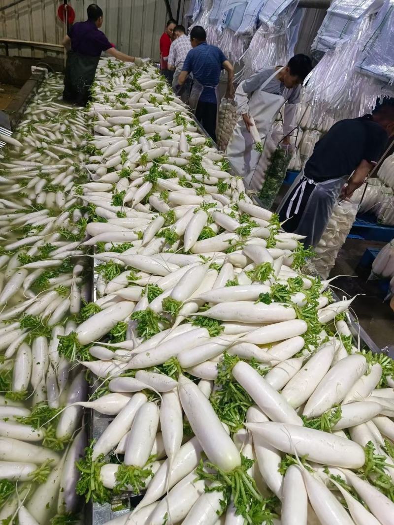热销湖北优质白萝卜水洗预冷基地直发保质保量！