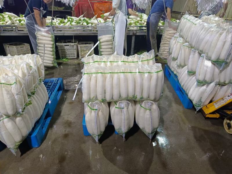 热销湖北优质白萝卜水洗预冷基地直发保质保量！