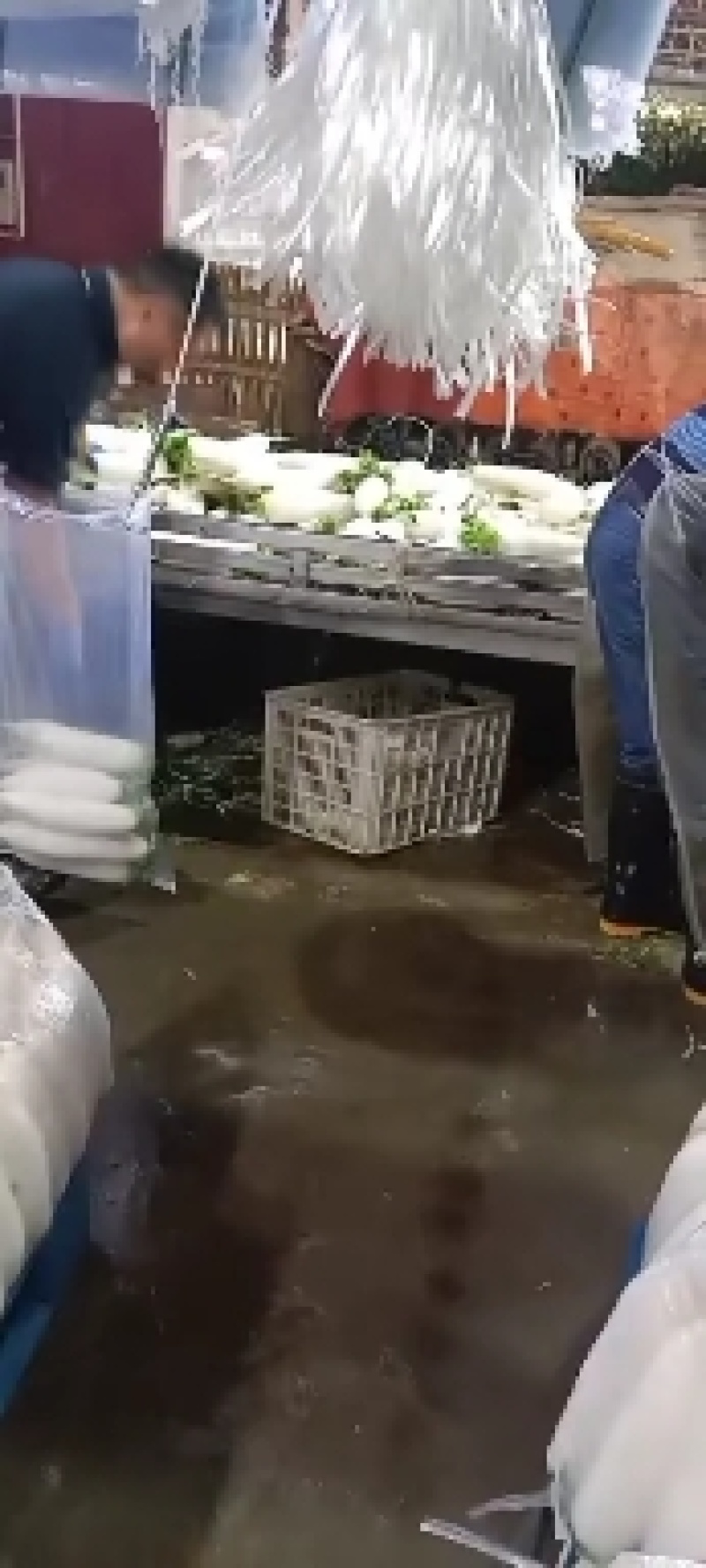 热销湖北优质白萝卜水洗预冷基地直发保质保量！