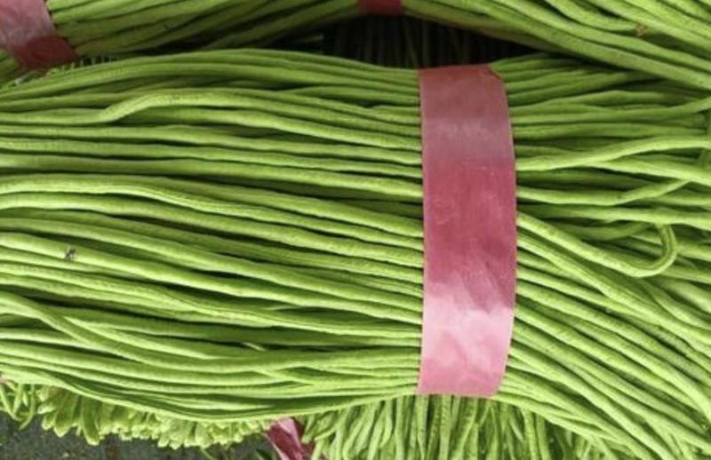 兰陵长豇豆精品长青条豆角大量上市产地直发对接全国商超