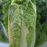 大白菜种子白菜籽蔬菜山东白菜种孑秋季王大白菜种籽秋季播种