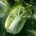 大白菜种子白菜籽蔬菜山东白菜种孑秋季王大白菜种籽秋季播种