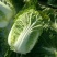 大白菜种子白菜籽蔬菜山东白菜种孑秋季王大白菜种籽秋季播种