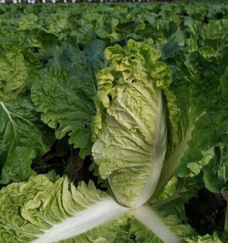 大白菜种子白菜籽蔬菜山东白菜种孑秋季王大白菜种籽秋季播种