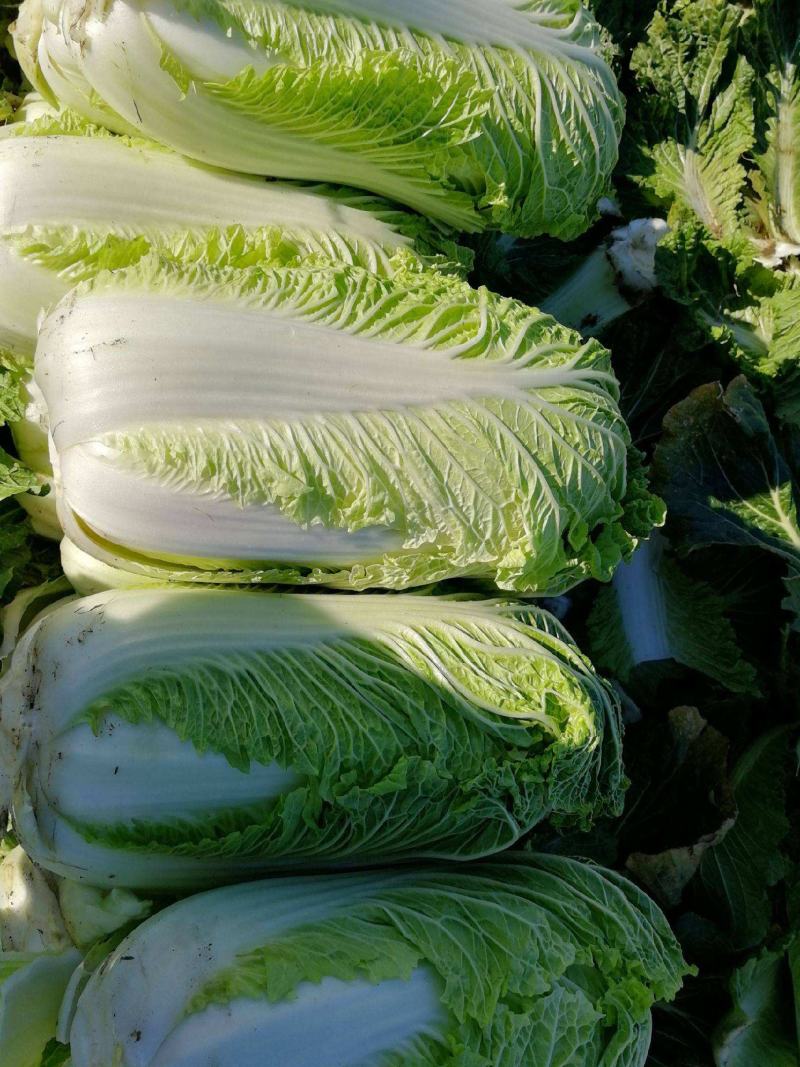 大白菜种子白菜籽蔬菜山东白菜种孑秋季王大白菜种籽秋季播种