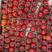 山东无土栽培串收珍珠小番茄，串串圣女果可供商超电商市场
