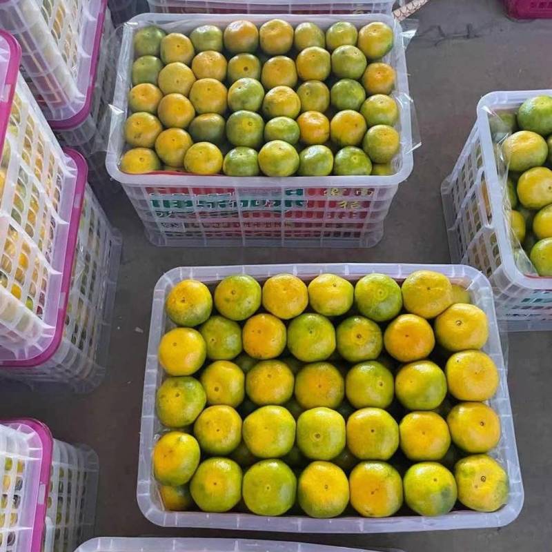湖北高山蜜橘叶桔特早蜜桔扁柑大量供应电商市场商超