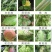 43%戊唑醇杀菌剂白粉病炭疽病黑星病叶斑病蔬菜果树褐斑病