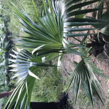 大量供应蒲葵自家种植