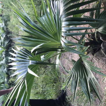 大量供应蒲葵自家种植