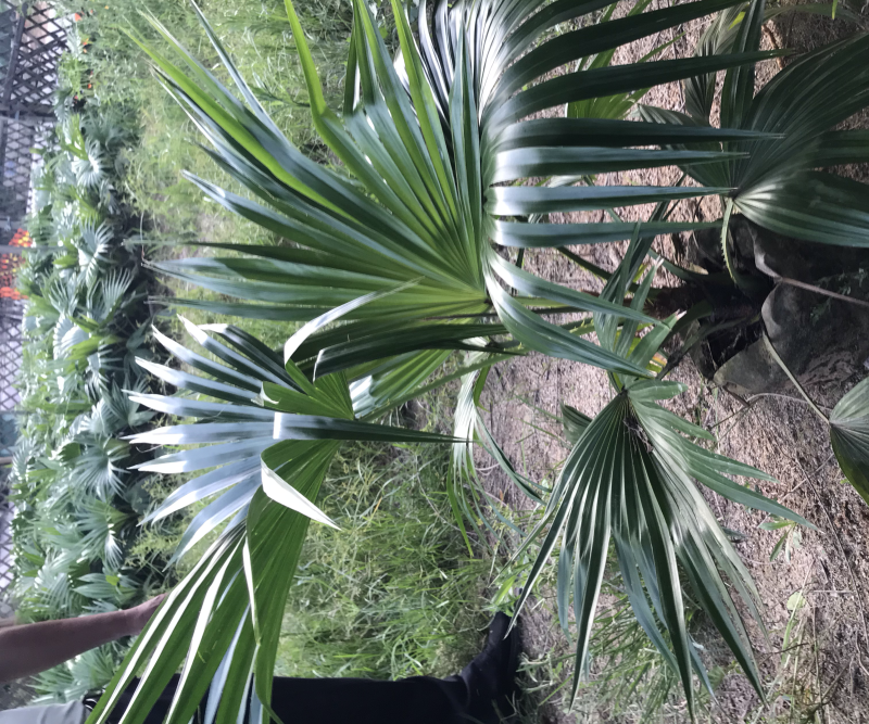 大量供应蒲葵自家种植