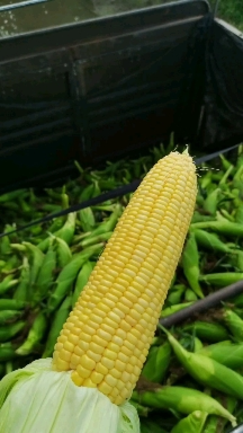 水果玉米最后6000斤左右限小车