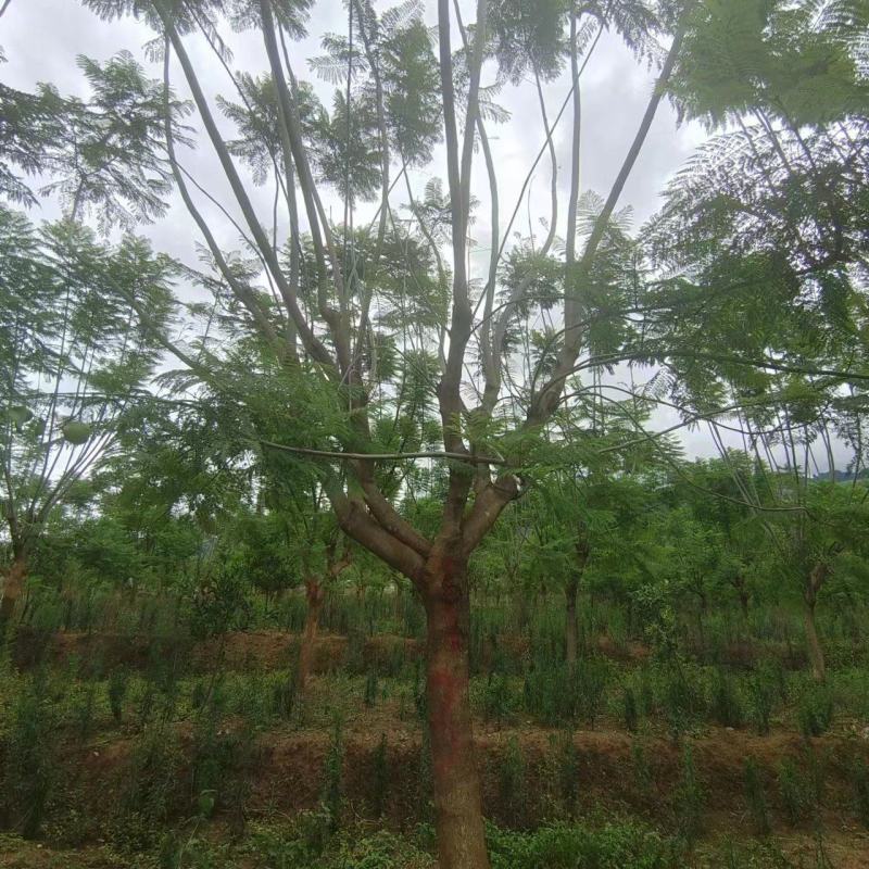 精品蓝花楹，基地直供