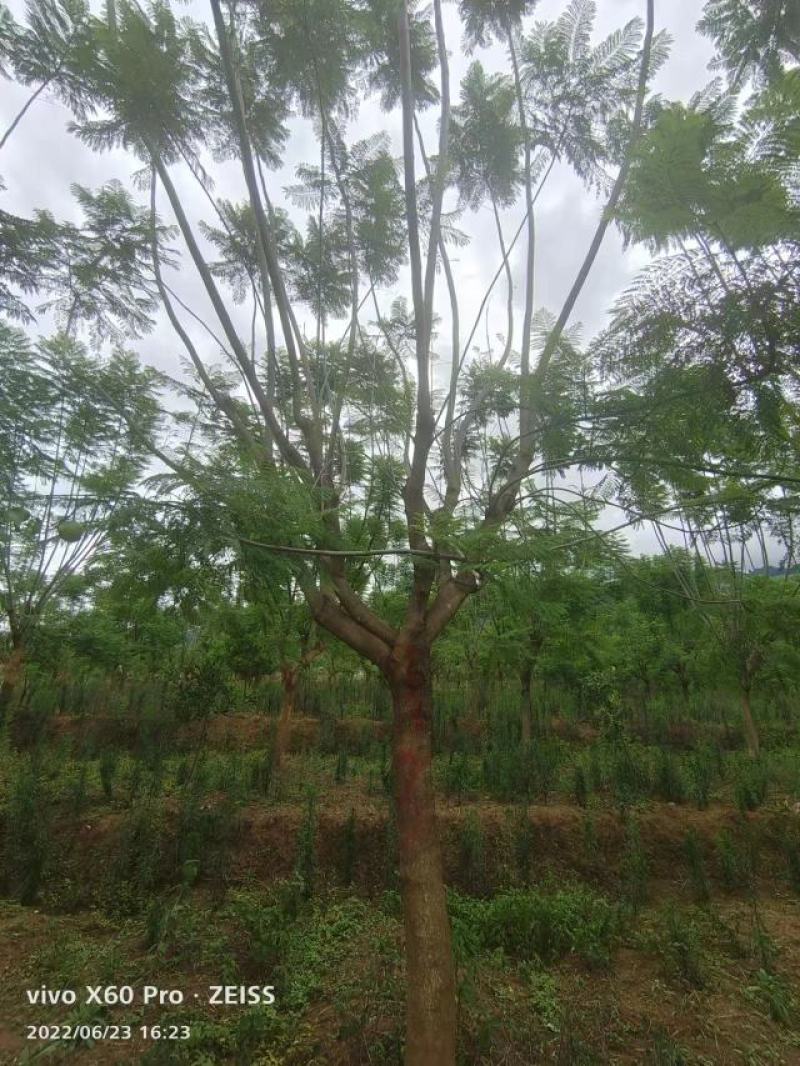精品蓝花楹，基地直供