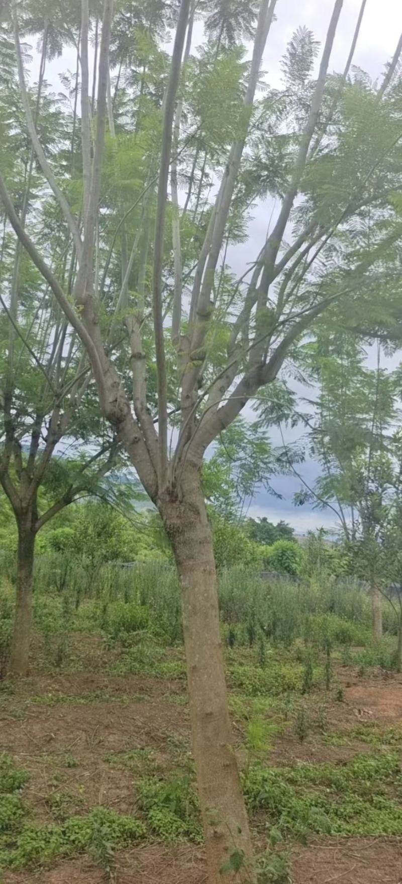 精品蓝花楹，基地直供