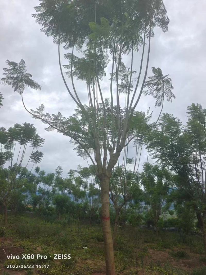 精品蓝花楹，基地直供