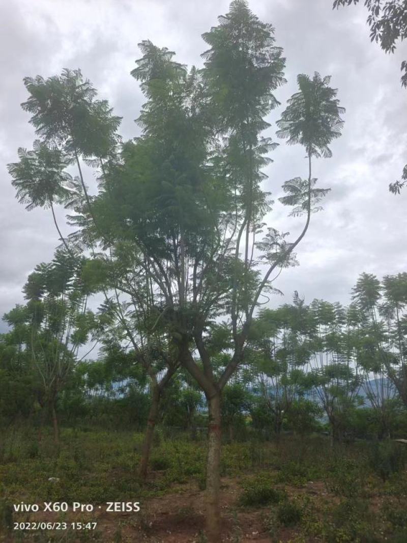 精品蓝花楹，基地直供