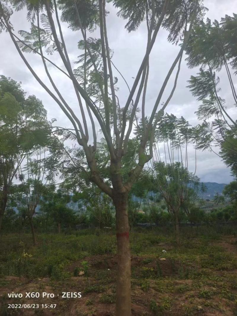 精品蓝花楹，基地直供