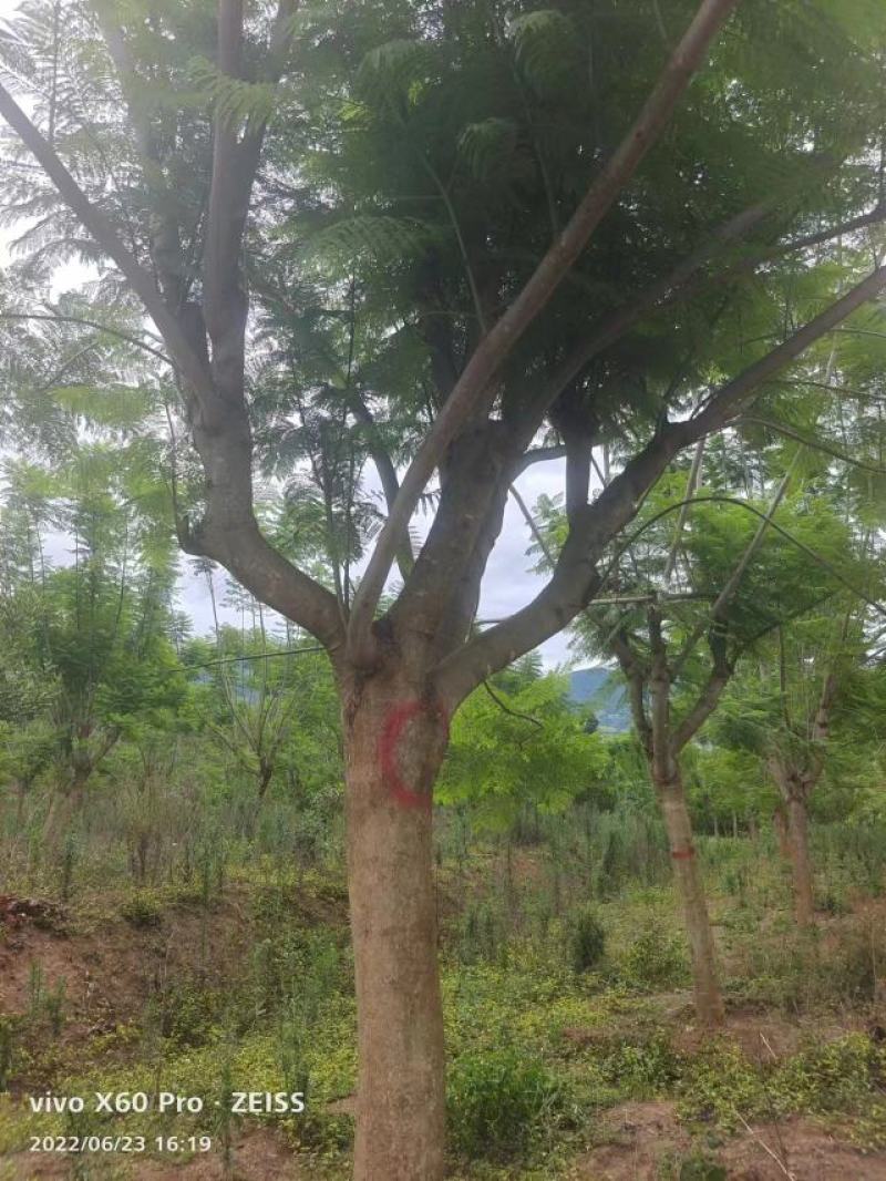 精品蓝花楹，基地直供