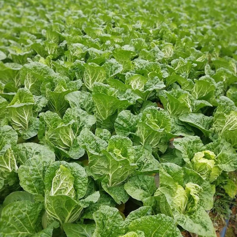 白菜种子小白菜籽四季小白菜种籽苗春秋冬季青蔬菜菜种籽