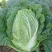 白菜种子小白菜籽四季小白菜种籽苗春秋冬季青蔬菜菜种籽