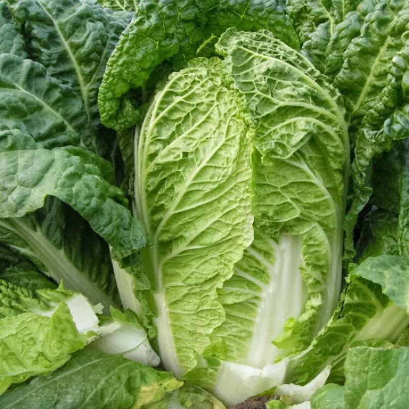 白菜种子小白菜籽四季小白菜种籽苗春秋冬季青蔬菜菜种籽
