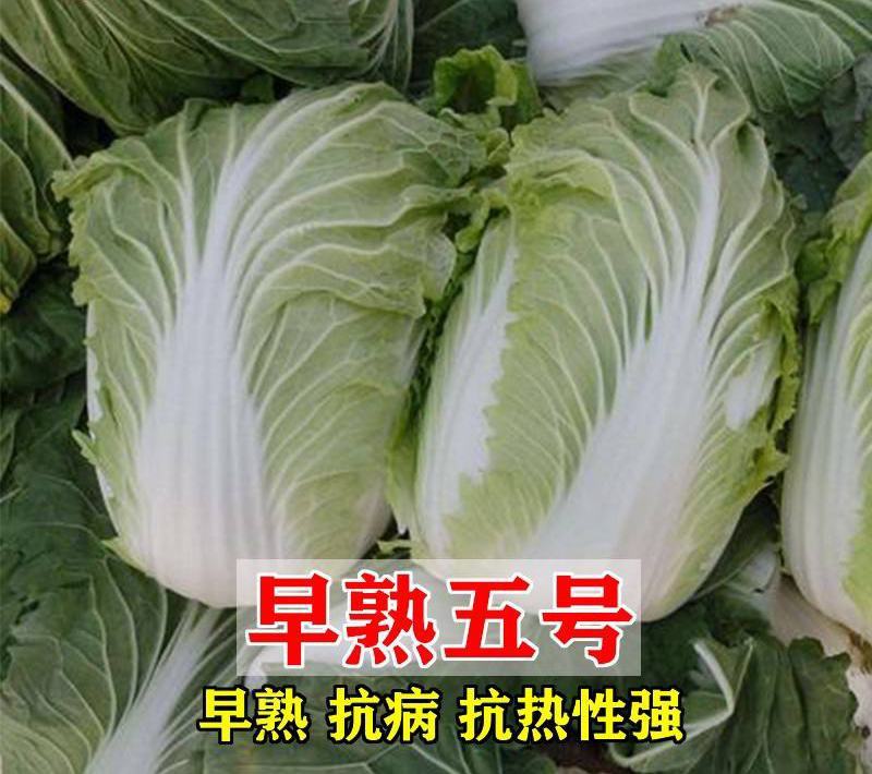 白菜种子小白菜籽四季小白菜种籽苗春秋冬季青蔬菜菜种籽