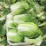 白菜种子小白菜籽四季小白菜种籽苗春秋冬季青蔬菜菜种籽