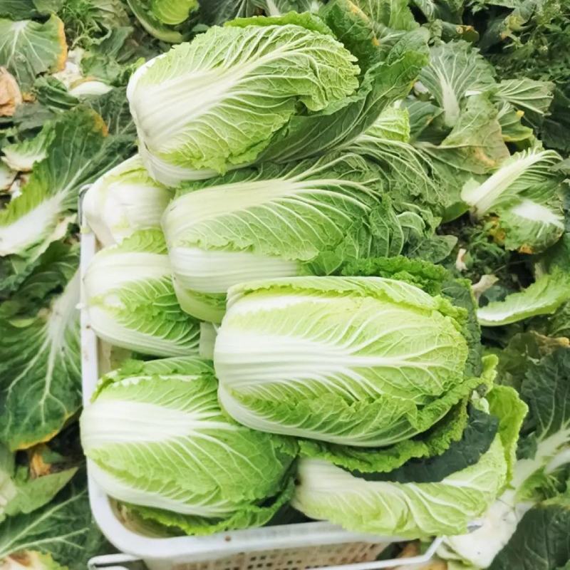 白菜种子小白菜籽四季小白菜种籽苗春秋冬季青蔬菜菜种籽