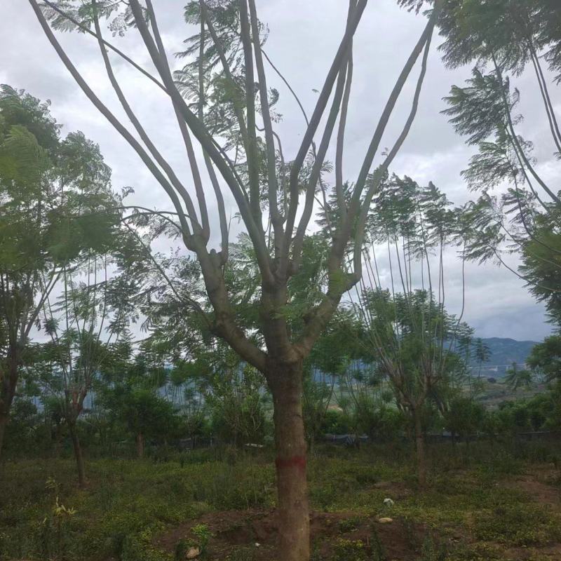 精品蓝花楹基地直供