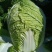 大白菜种子白菜籽蔬菜山东白菜种孑秋季王大白菜种籽秋季播种