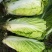 大白菜种子白菜籽蔬菜山东白菜种孑秋季王大白菜种籽秋季播种