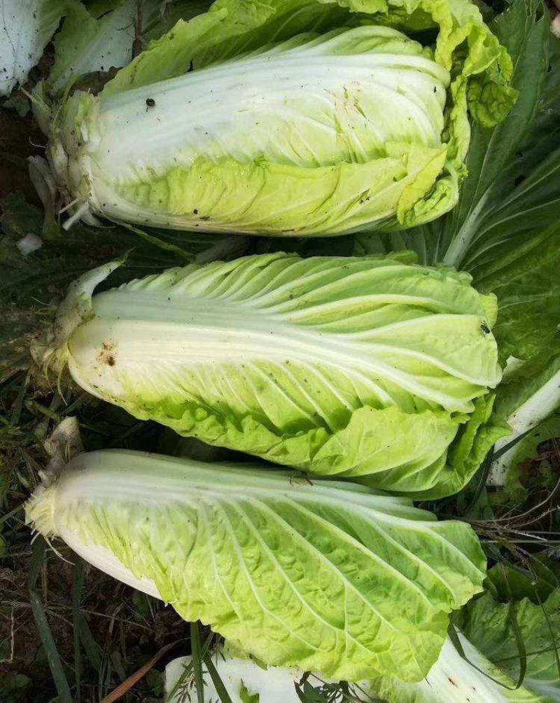 大白菜种子白菜籽蔬菜山东白菜种孑秋季王大白菜种籽秋季播种