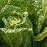 大白菜种子白菜籽蔬菜山东白菜种孑秋季王大白菜种籽秋季播种