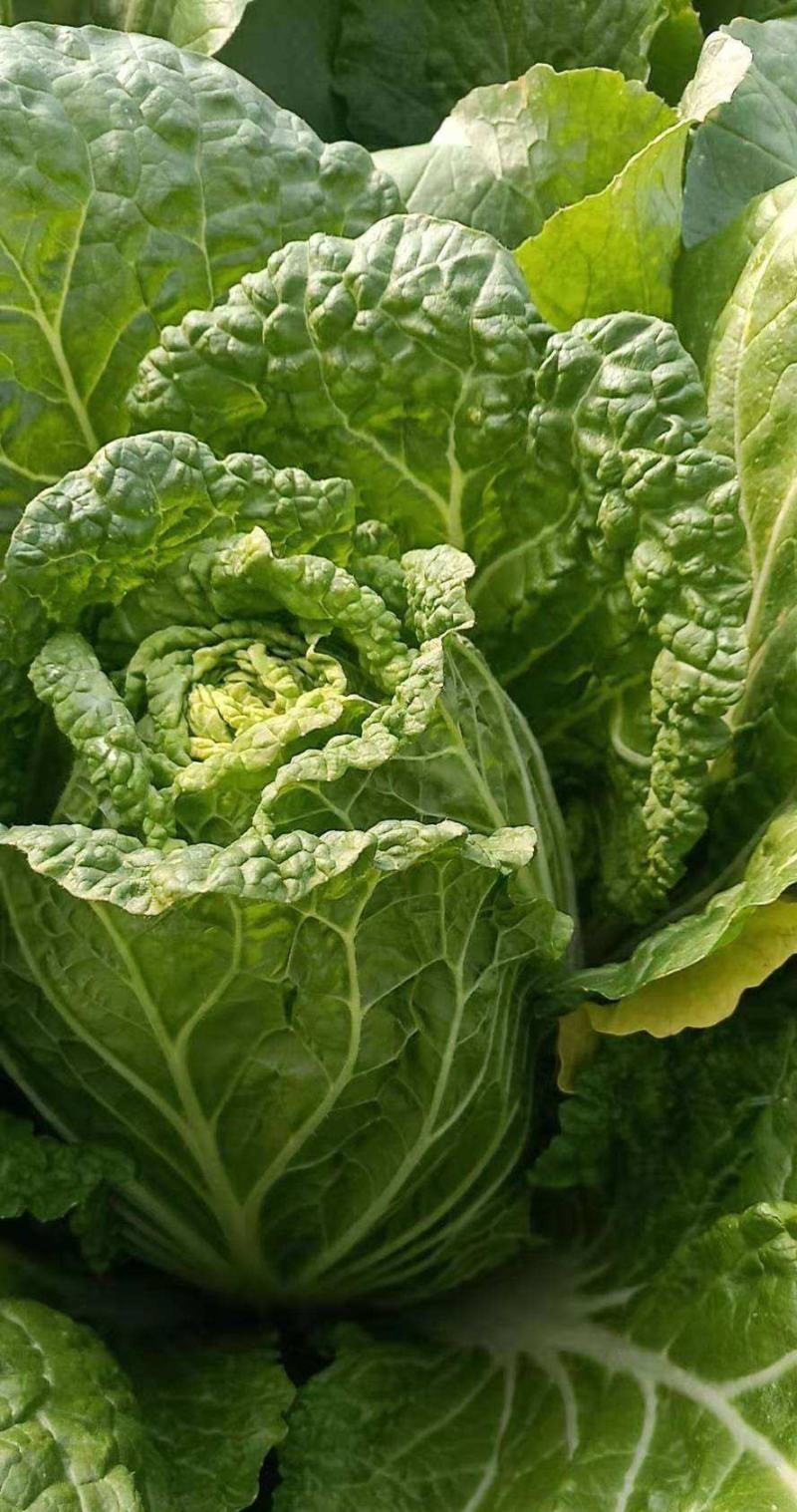 大白菜种子白菜籽蔬菜山东白菜种孑秋季王大白菜种籽秋季播种