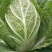 大白菜种子白菜籽蔬菜山东白菜种孑秋季王大白菜种籽秋季播种