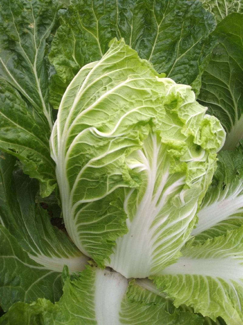 大白菜种子白菜籽蔬菜山东白菜种孑秋季王大白菜种籽秋季播种