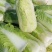 白菜种子小白菜籽四季小白菜种籽苗春秋冬季青蔬菜菜种籽