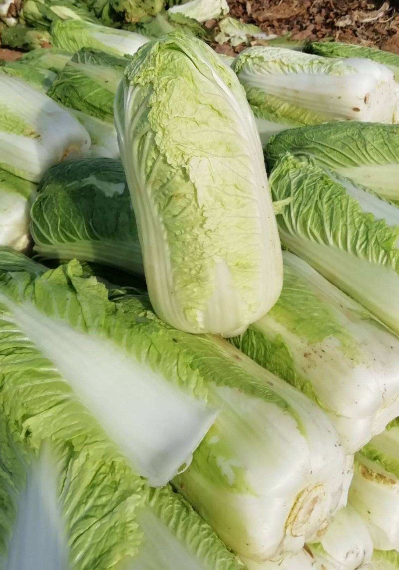 白菜种子小白菜籽四季小白菜种籽苗春秋冬季青蔬菜菜种籽