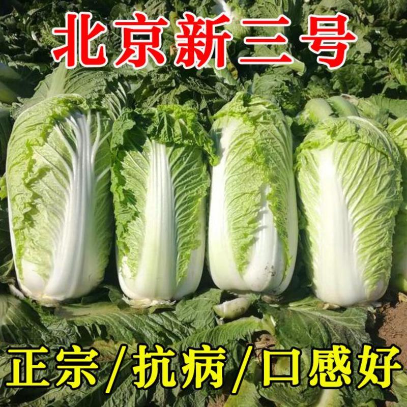 白菜种子小白菜籽四季小白菜种籽苗春秋冬季青蔬菜菜种籽