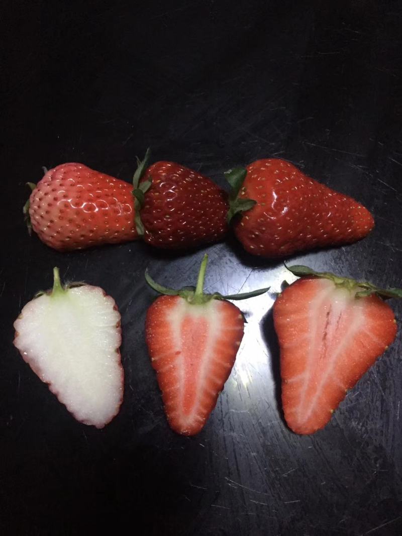 宁玉草莓苗脱毒草莓苗，全国发货，提供种植，欢迎考察