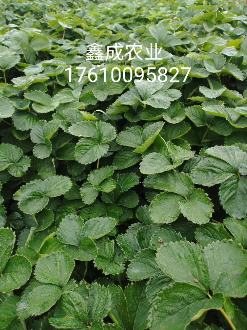 宁玉草莓苗脱毒草莓苗，全国发货，提供种植，欢迎考察