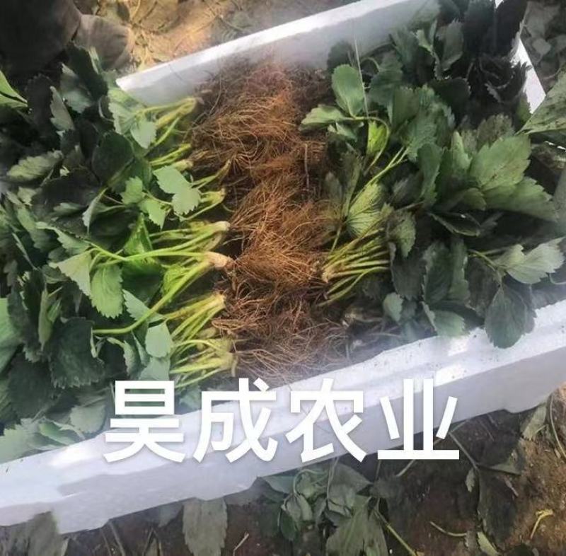 法兰地草莓苗百亩育苗基地，欢迎考察，提供种植