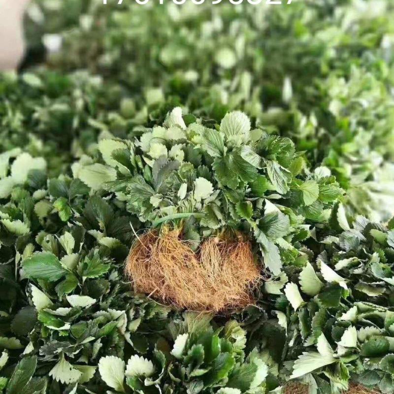 法兰地草莓苗百亩育苗基地，欢迎考察，提供种植