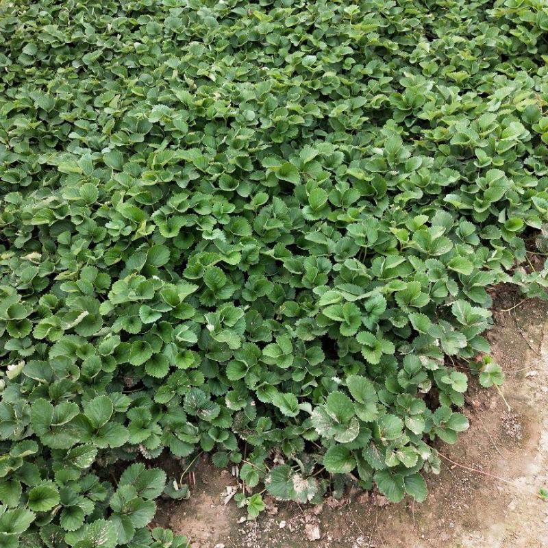法兰地草莓苗百亩育苗基地，欢迎考察，提供种植