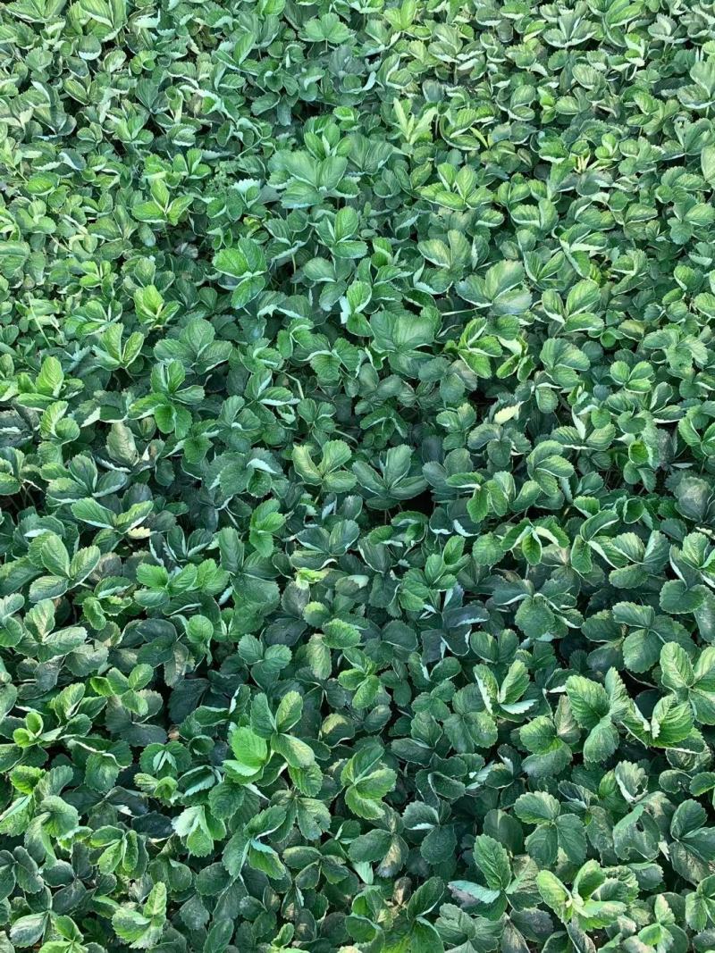 法兰地草莓苗百亩育苗基地，欢迎考察，提供种植
