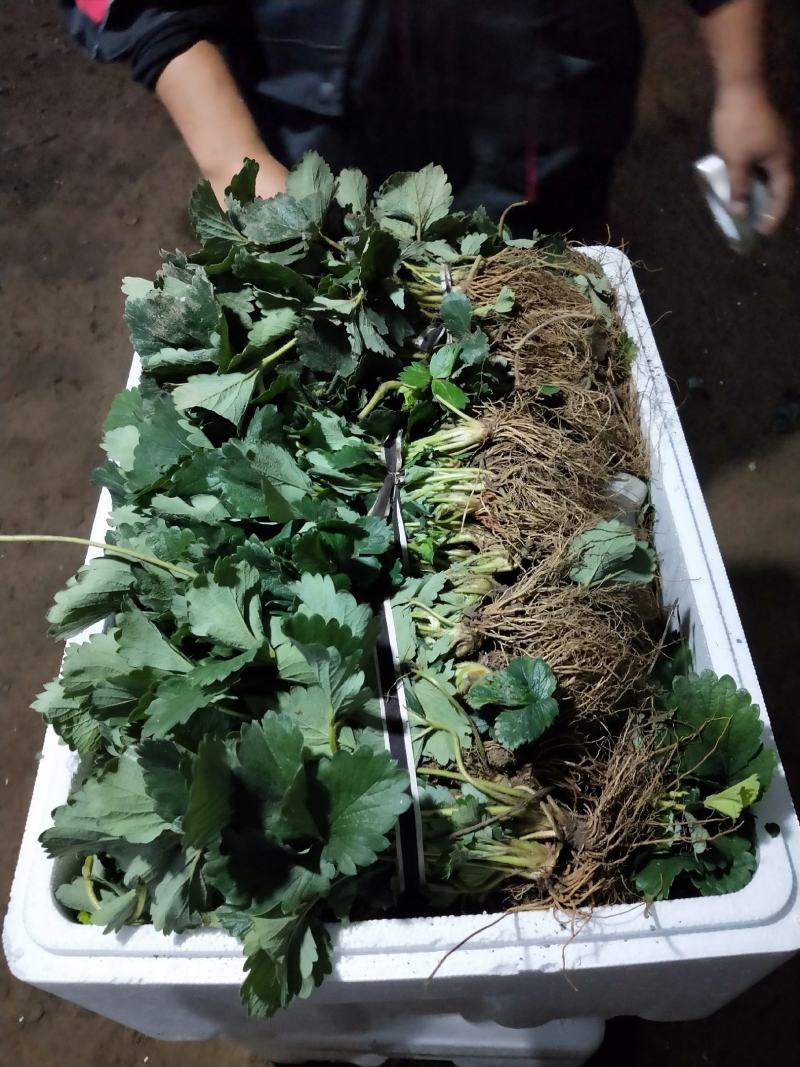法兰地草莓苗百亩育苗基地，欢迎考察，提供种植